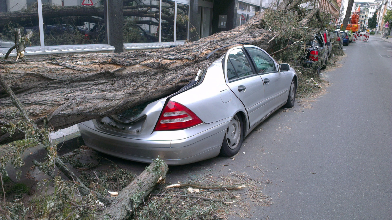 Upadek drzewa na auto
